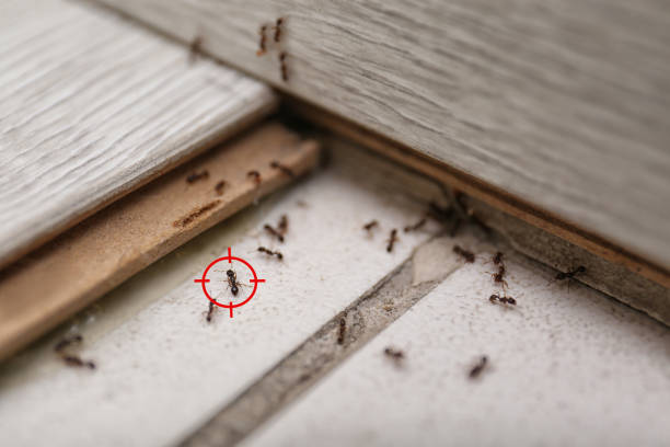 Best Residential Pest Control  in Shelby, MT