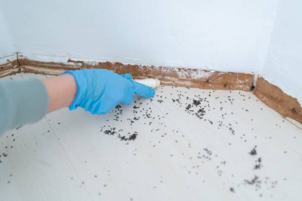 Trusted Shelby, MT Pest Control Experts